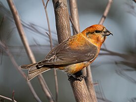 Клест-еловик Беляев А. К.jpg