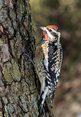 Yellow-bellied sapsucker in CP (40422).jpg