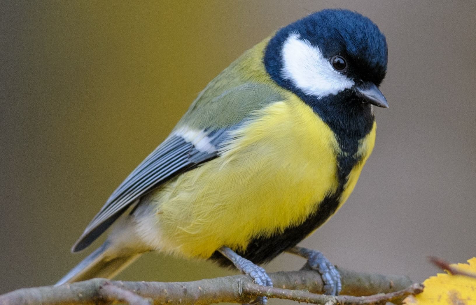 Parus major poised.jpg