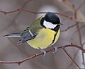 Синица (Parus major, fem), Битцевский лес.jpg