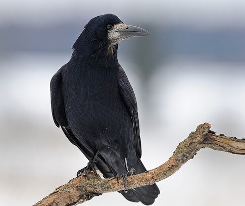 Грач.jpg
