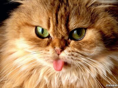 Фото котика.jpg
