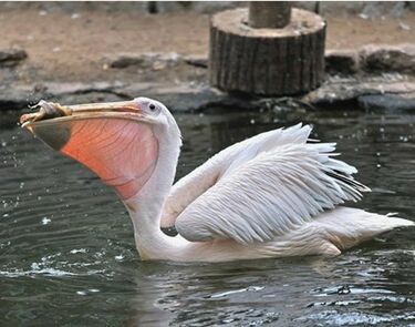 Розовый пеликан.jpg