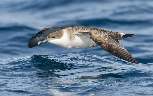 Файл:Буревестник парит над водой .webp