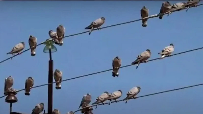 Файл:Птицы 1.webp