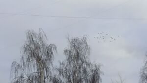 Фото-птицы в небе.jpg