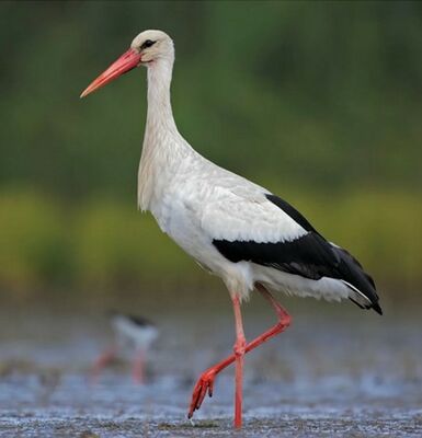 Белый аист.jpg