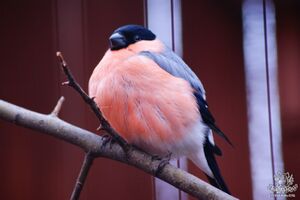 12930911742 snegir.wm.jpg