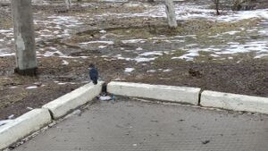 Фото-учет птиц.jpg